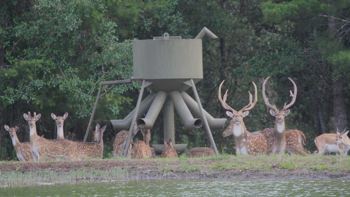 axis florida hunting hunt deer hunts ranch roberts animals