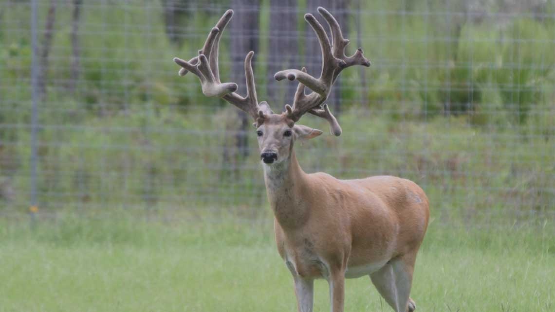 Florida Deer Breeding Roberts Ranch Whitetails
