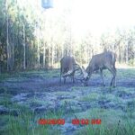 Florida Hunting