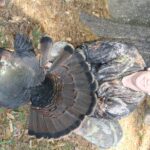 Florida Turkey Hunting