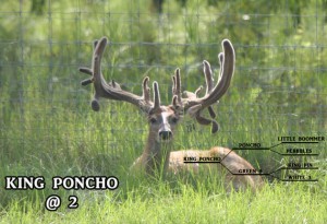 Florida deer farms