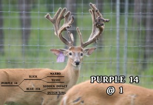 deer for sale in Florida