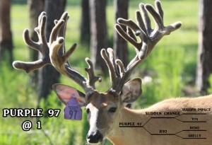 Florida deer for sale