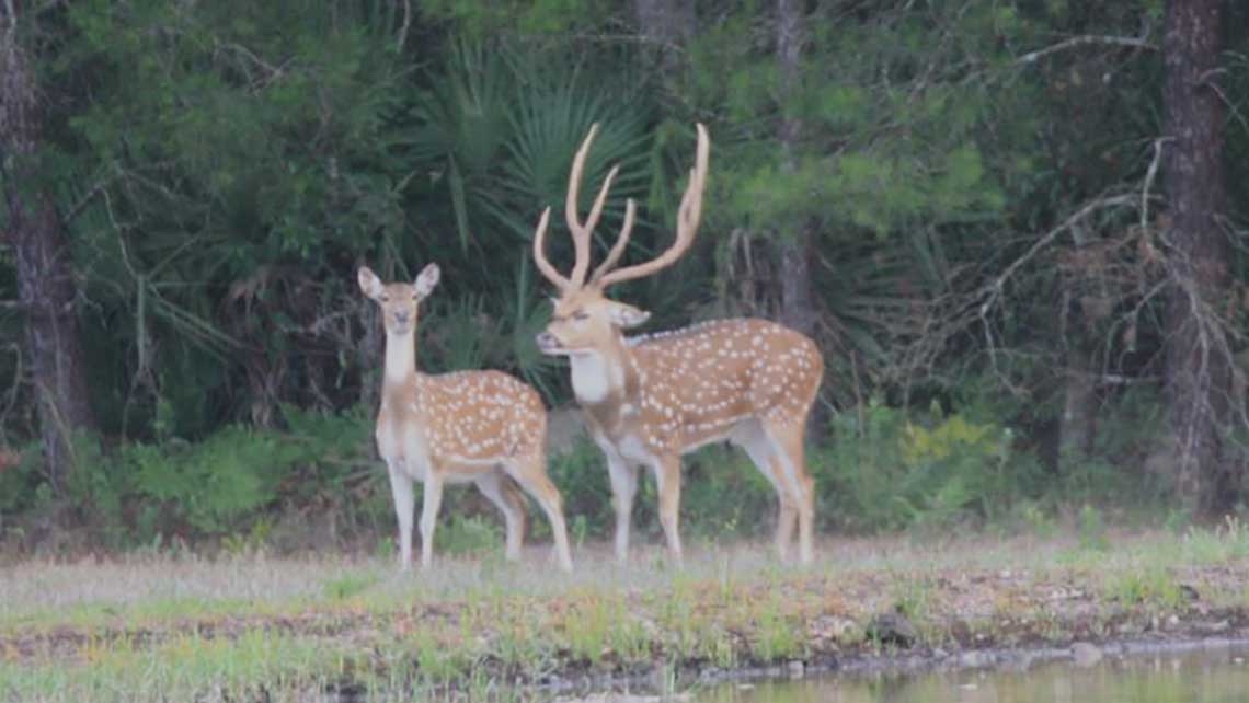 Florida Axis Hunting, Axis Deer Hunting Roberts Ranch