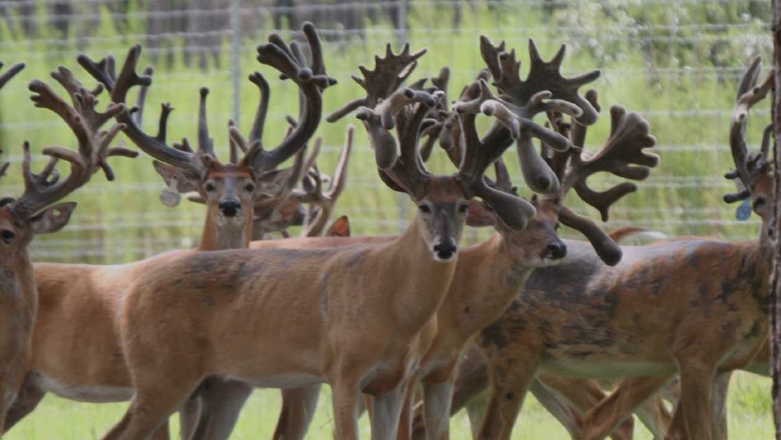 Deer For Sale In Florida