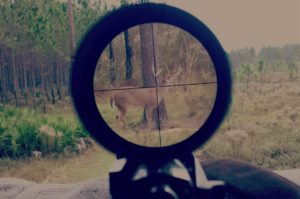 Whitetail Deer Hunting