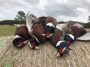 florida pheasant hunt