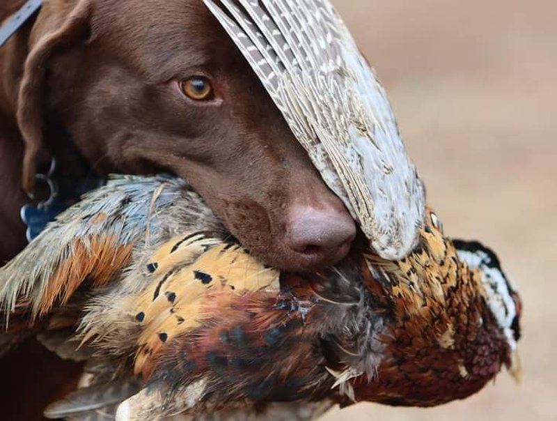 dog catching a pheasant in florida