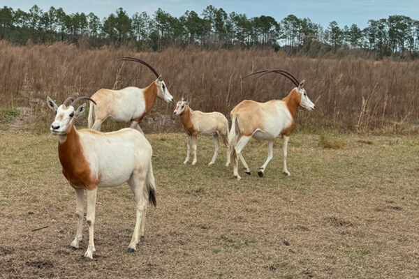 RR Oryx