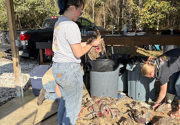 RR Pheasant Bird cleaning