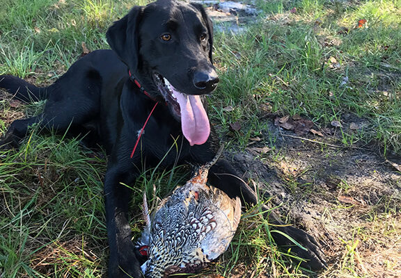 RR Pheasant Dog 2