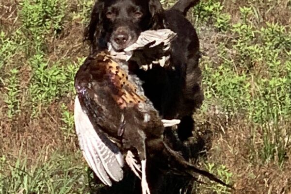 RR Pheasant Dog 3
