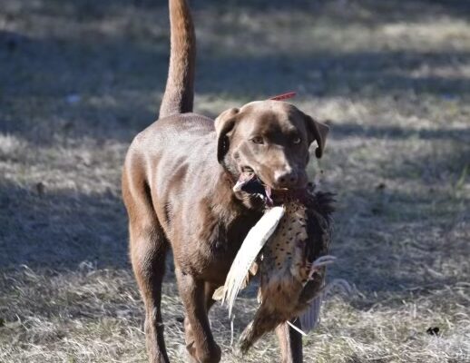 RR Pheasant Dog