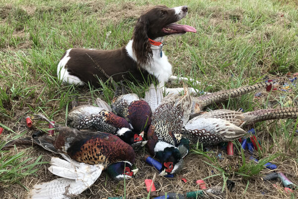 RR Pheasant Gunter 2